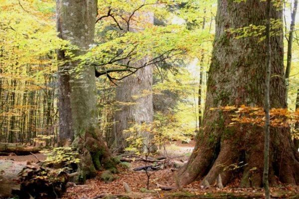 Das Alte Forsthaus Spiegelhuette Lindberg Dış mekan fotoğraf